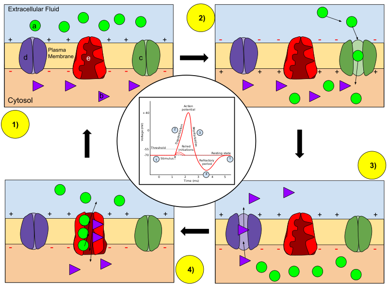 Four panels 1-4 showing the changes that occur in the sodium and potassium channels to generate action potential