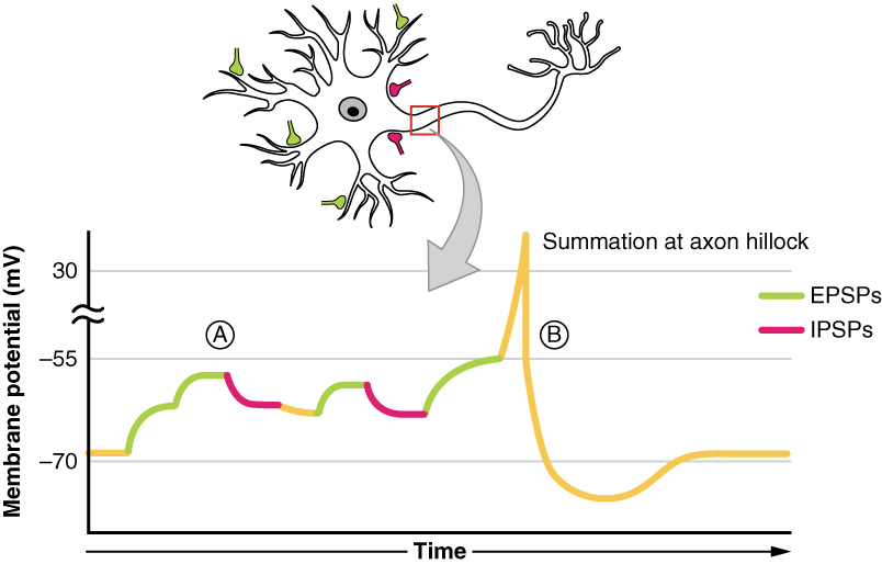 Drawing of neuron with multiple incoming synapses and the graph corresponding to summation in time and space