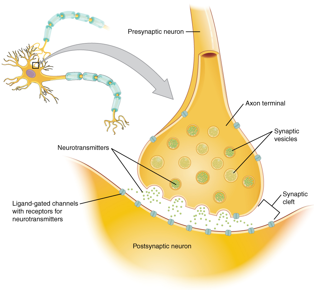 Presynaptic and postsynaptic neuron with the synaptic cleft in between showing the neurotransmitter release and signaling at the synapse
