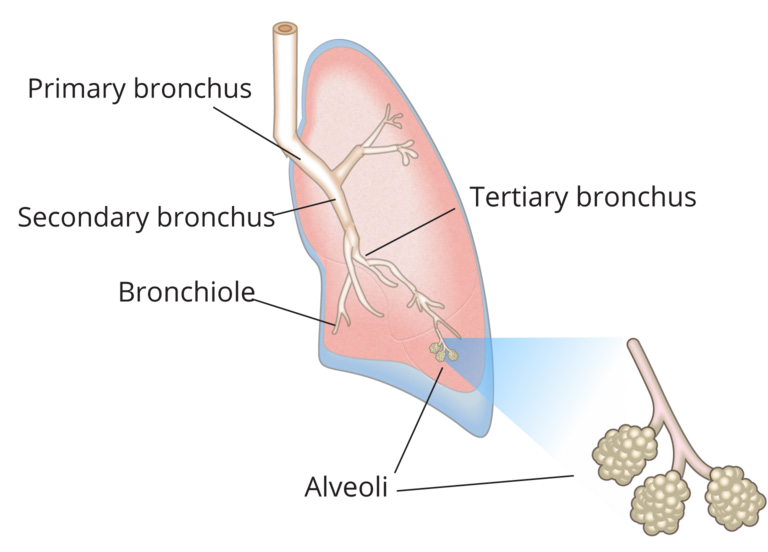 Anatomy and Physiology of the Respiratory System – Medical Terminology: An  Interactive Approach