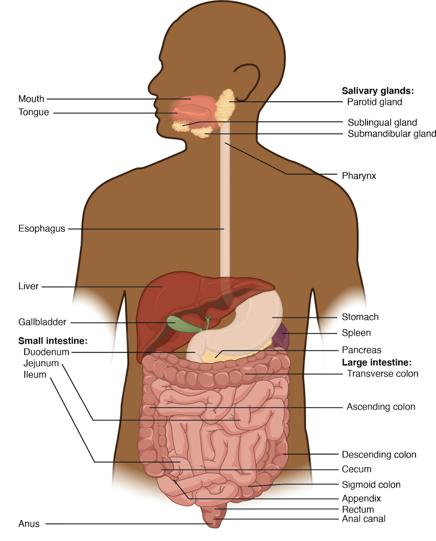 simple digestive system easy drawing - Clip Art Library