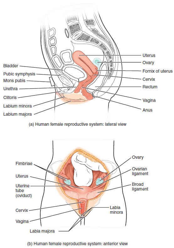 reproductive system lab assignment