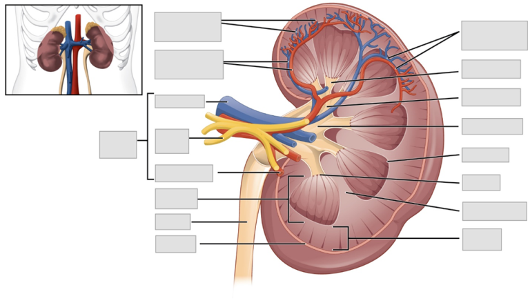 Chapter 25 The Urinary System – Anatomy and Physiology Laboratory ...