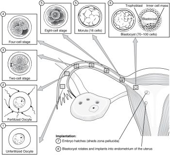 Chapter 28 Development and Inheritance – Anatomy and Physiology ...