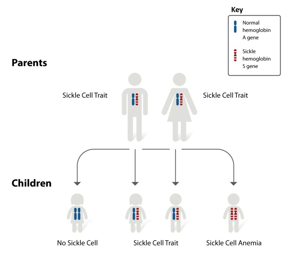 Chapter 28 Development And Inheritance – Anatomy And Physiology ...