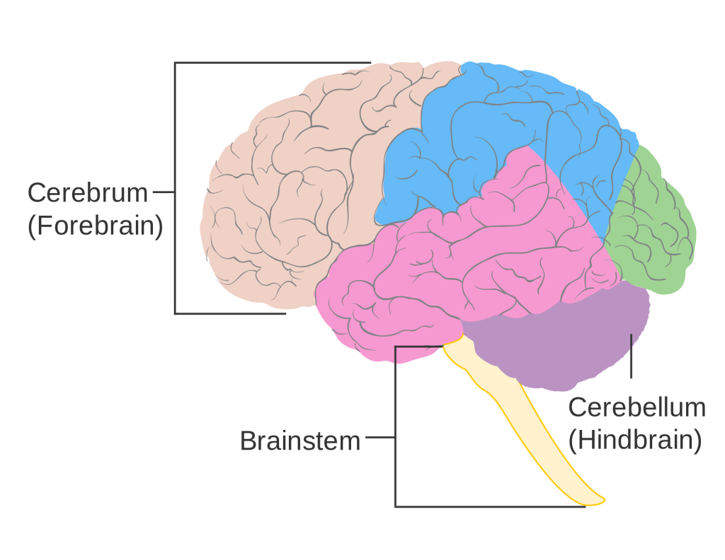 A brain map depicts the cerebrum, brainstem, and cerebellum.