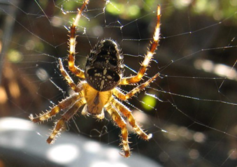 Image of spider in a web.