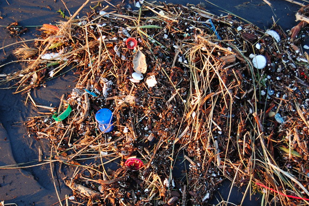 image of trash and plant matter from the ocean