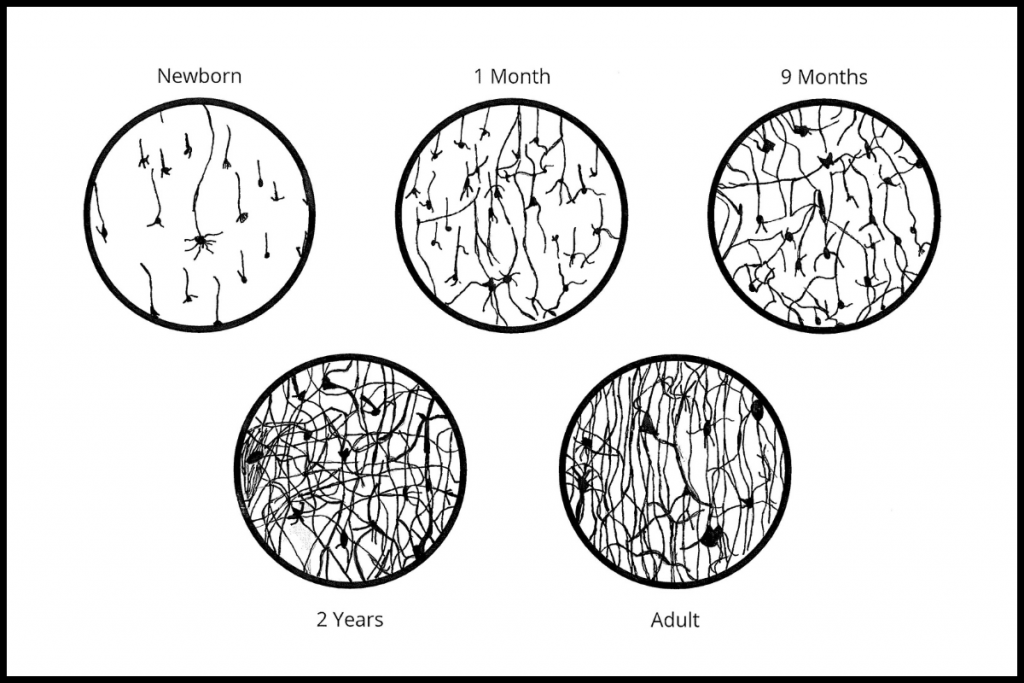 Five stages of neural connections, including newborn, 1 month, 9 months, 2 years, and adult are shown in circles. Each stage is increasingly darkened showing more complex neural connections.
