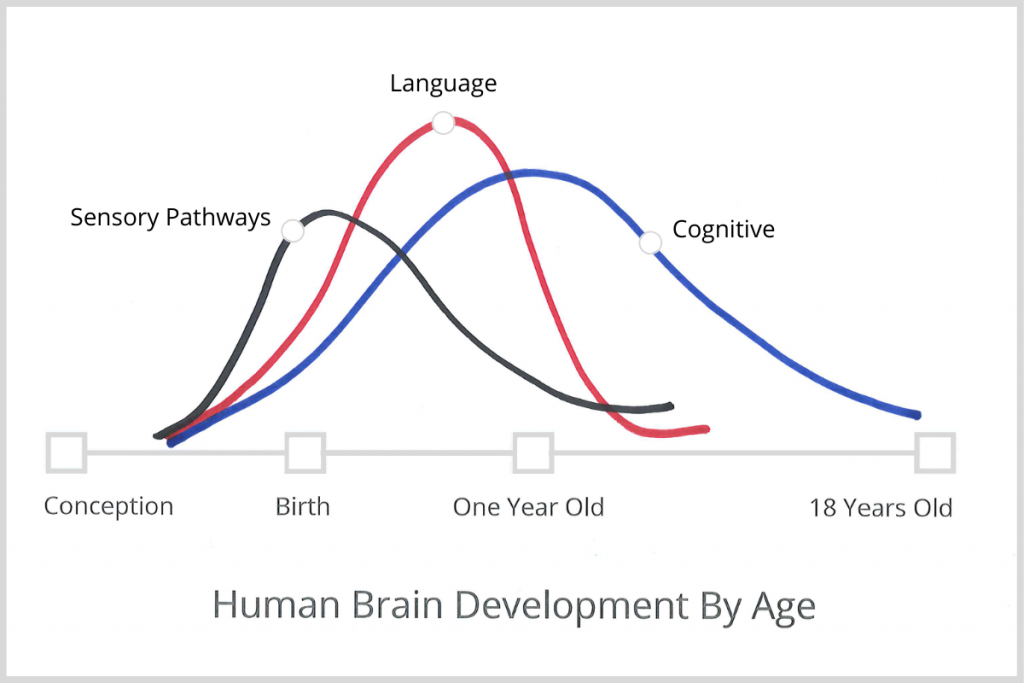 The line at the bottom of the graph labeled human brain development by age reads from left to right, conception, birth, one year old, and 18 years old. Three bell curves are shown. Sensory pathway begins after conception, peaks before birth, and ends after one year old. Language pathway begins after conception, peaks between birth and one year old, and ends after one year old. Cognitive pathway begins after conception, peaks around one year old, and continues to 18 years old.