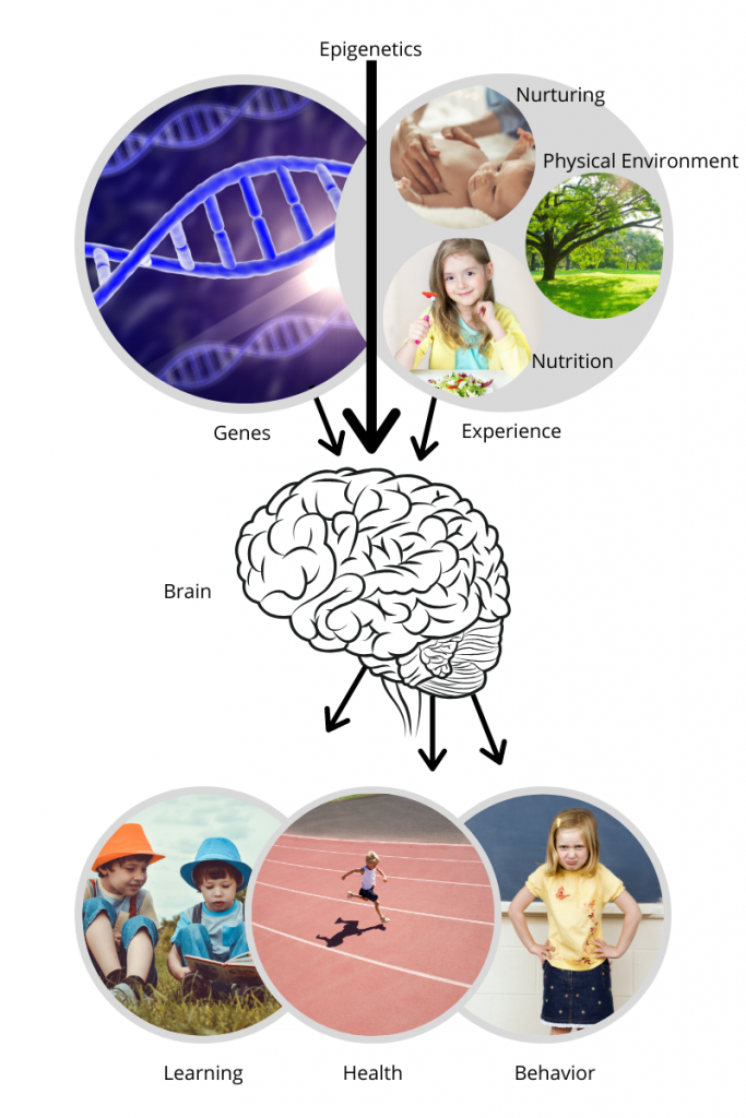 Epigentics is written at the top of the graphic. A thick arrow points straight down to the brain, which is underneath two circles. The circle on the left is labeled Genes and has a picture of gene in it. The circle on the right, labeled Experience, slightly overlaps the Genes circle. Inside are the words Nurturing, Physical Environment and Nutrition. A picture of a baby is next to Nurturing. A picture of trees and grass is next to Physical Environment. A picture of a child is next to Nutrition. The Genes and Experiences circles have a thin arrow pointing to the brain underneath them. The brain has three arrows pointing down. The arrow on the left points to a circle labeled Learning with two children reading. The arrow in the middle points to a circle labeled heath with a child running. The arrow on the right points to a circle labeled Behavior with a picture of a child who looks mad.