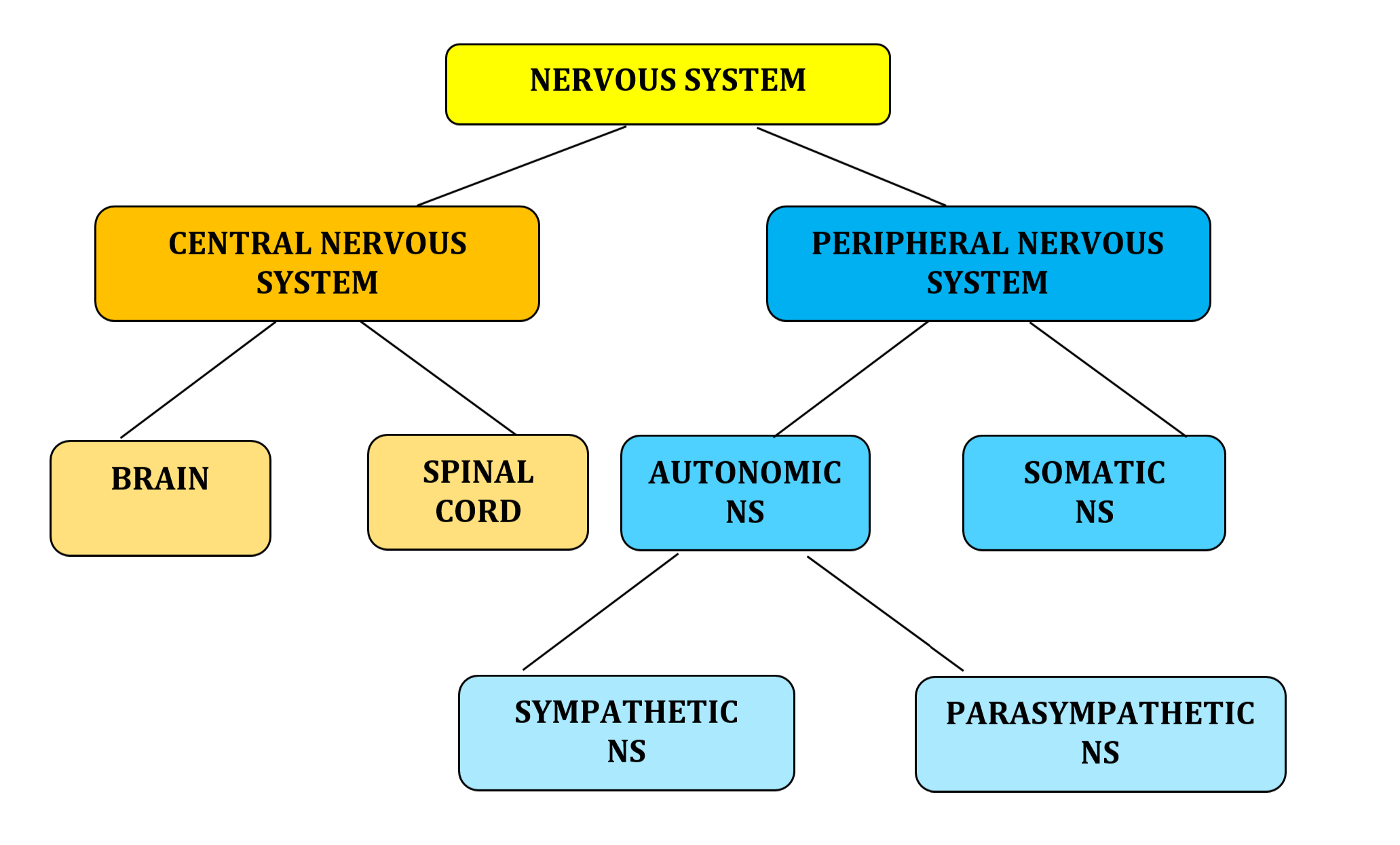 Peripheral Nervous System Parts