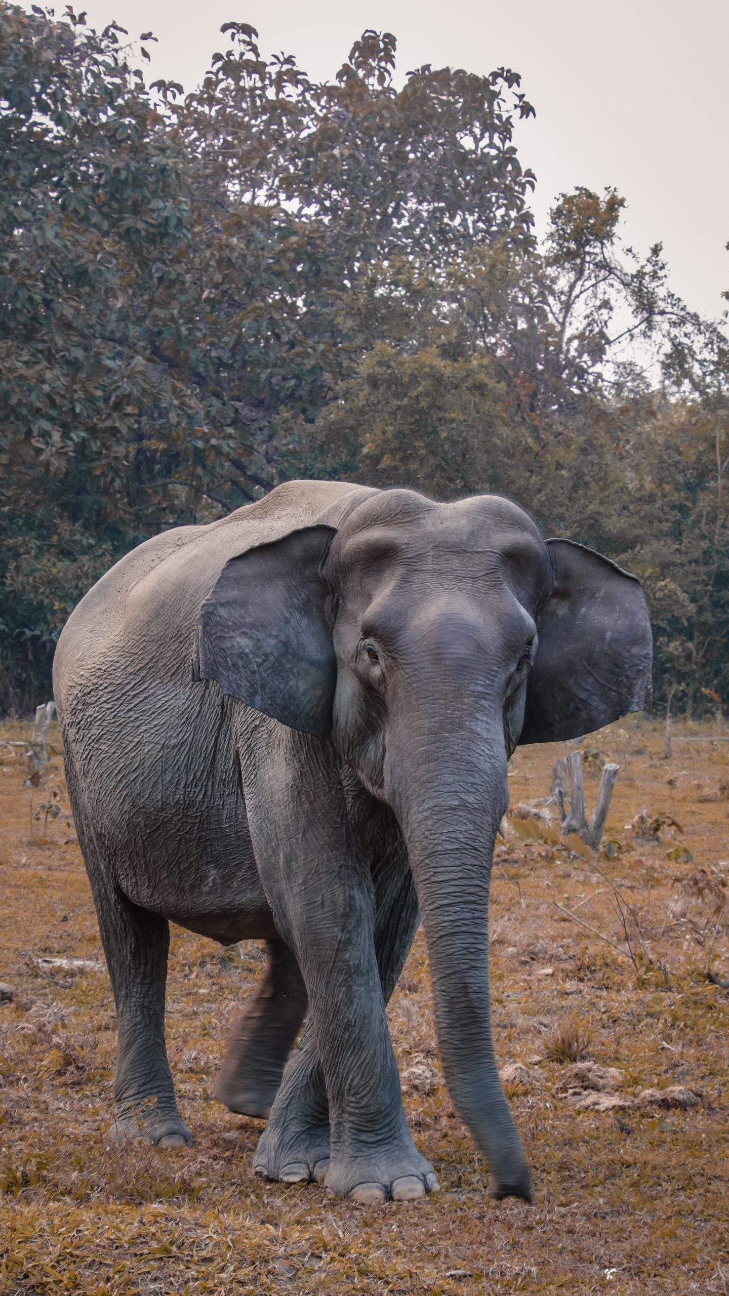 front view of an elephant walking on dirt ground with trees in background