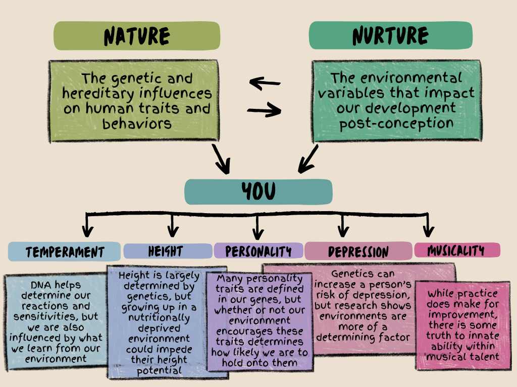 This is an infographic. At the top are definitions of Nature and Nurture. Nature: The genetic and hereditary influences on human traits and behaviors Nurture: The environmental variables that impact our development post-conception Arrows suggest nature and nurture interact with each other, and then point to the word "You" Under that are five boxes with examples. Temperament: height temperament Height is largely determined by genetics, but growing up in a nutritionally deprived environment could impede their height potential musicality While practice does make for improvement, there is some truth to innate ability within musical talent nature The genetic and hereditary influences on human traits and behaviors DNA helps determine our reactions and sensitivities, but we are also influenced by what we learn from our environment depression Genetics can increase a person’s risk of depression, but research shows environments are more of a determining factor you personality Many personality traits are defined in our genes, but whether or not our environment encourages these traits determines how likely we are to hold onto them nurture The environmental variables that impact our development post-conception Height: height temperament Height is largely determined by genetics, but growing up in a nutritionally deprived environment could impede their height potential musicality While practice does make for improvement, there is some truth to innate ability within musical talent nature The genetic and hereditary influences on human traits and behaviors DNA helps determine our reactions and sensitivities, but we are also influenced by what we learn from our environment depression Genetics can increase a person’s risk of depression, but research shows environments are more of a determining factor you personality Many personality traits are defined in our genes, but whether or not our environment encourages these traits determines how likely we are to hold onto them nurture The environmental variables that impact our development post-conception Personality: height temperament Height is largely determined by genetics, but growing up in a nutritionally deprived environment could impede their height potential musicality While practice does make for improvement, there is some truth to innate ability within musical talent nature The genetic and hereditary influences on human traits and behaviors DNA helps determine our reactions and sensitivities, but we are also influenced by what we learn from our environment depression Genetics can increase a person’s risk of depression, but research shows environments are more of a determining factor you personality Many personality traits are defined in our genes, but whether or not our environment encourages these traits determines how likely we are to hold onto them nurture The environmental variables that impact our development post-conception Depression: height temperament Height is largely determined by genetics, but growing up in a nutritionally deprived environment could impede their height potential musicality While practice does make for improvement, there is some truth to innate ability within musical talent nature The genetic and hereditary influences on human traits and behaviors DNA helps determine our reactions and sensitivities, but we are also influenced by what we learn from our environment depression Genetics can increase a person’s risk of depression, but research shows environments are more of a determining factor you personality Many personality traits are defined in our genes, but whether or not our environment encourages these traits determines how likely we are to hold onto them nurture The environmental variables that impact our development post-conception Musicality: height temperament Height is largely determined by genetics, but growing up in a nutritionally deprived environment could impede their height potential musicality While practice does make for improvement, there is some truth to innate ability within musical talent nature The genetic and hereditary influences on human traits and behaviors DNA helps determine our reactions and sensitivities, but we are also influenced by what we learn from our environment depression Genetics can increase a person’s risk of depression, but research shows environments are more of a determining factor you personality Many personality traits are defined in our genes, but whether or not our environment encourages these traits determines how likely we are to hold onto them nurture The environmental variables that impact our development post-conception