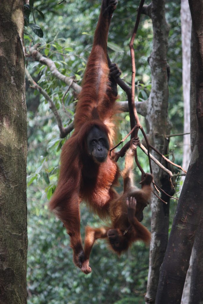 Orangutans in a tree