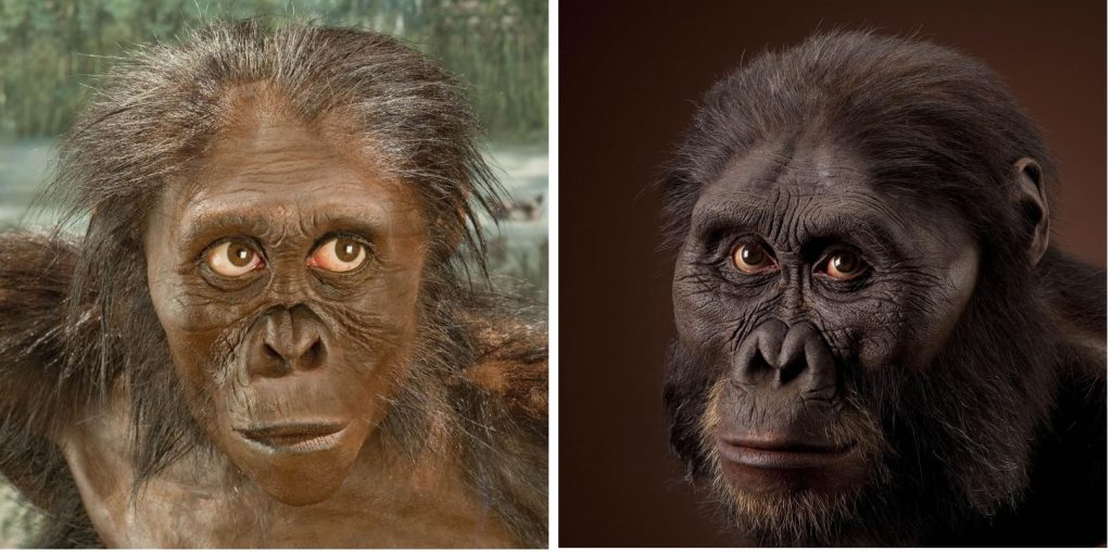 Artistic reconstructions of Australopithecus