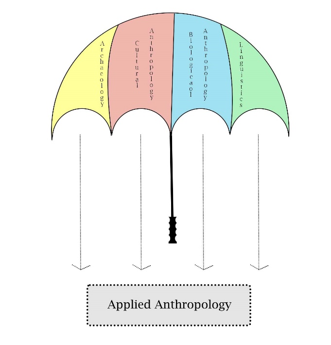 A drawing of an umbrella with the canopy divided into four parts. In each section are the words Archaeology, Cultural Anthropology, Biological Anthropology, and Linguistics.