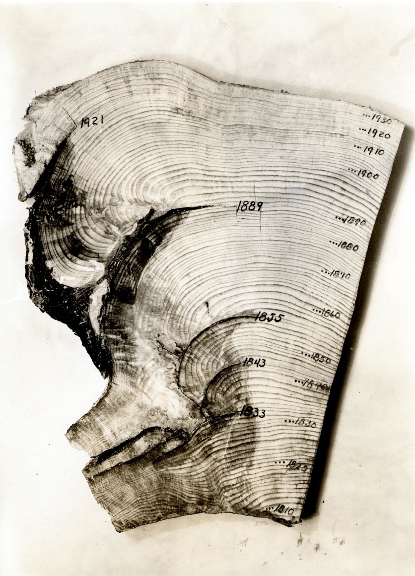 1937. Ponderosa pine stump section showing tree growth rings and fire scars from 1810-1930. Round Lake Unit. Klamath Falls, Oregon." by USDA Forest Service is marked with Public Domain Mark 1.0.