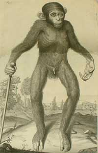 An image of Tyson's "orang-outang," which is an early rendering of what is now called a chimpanzee