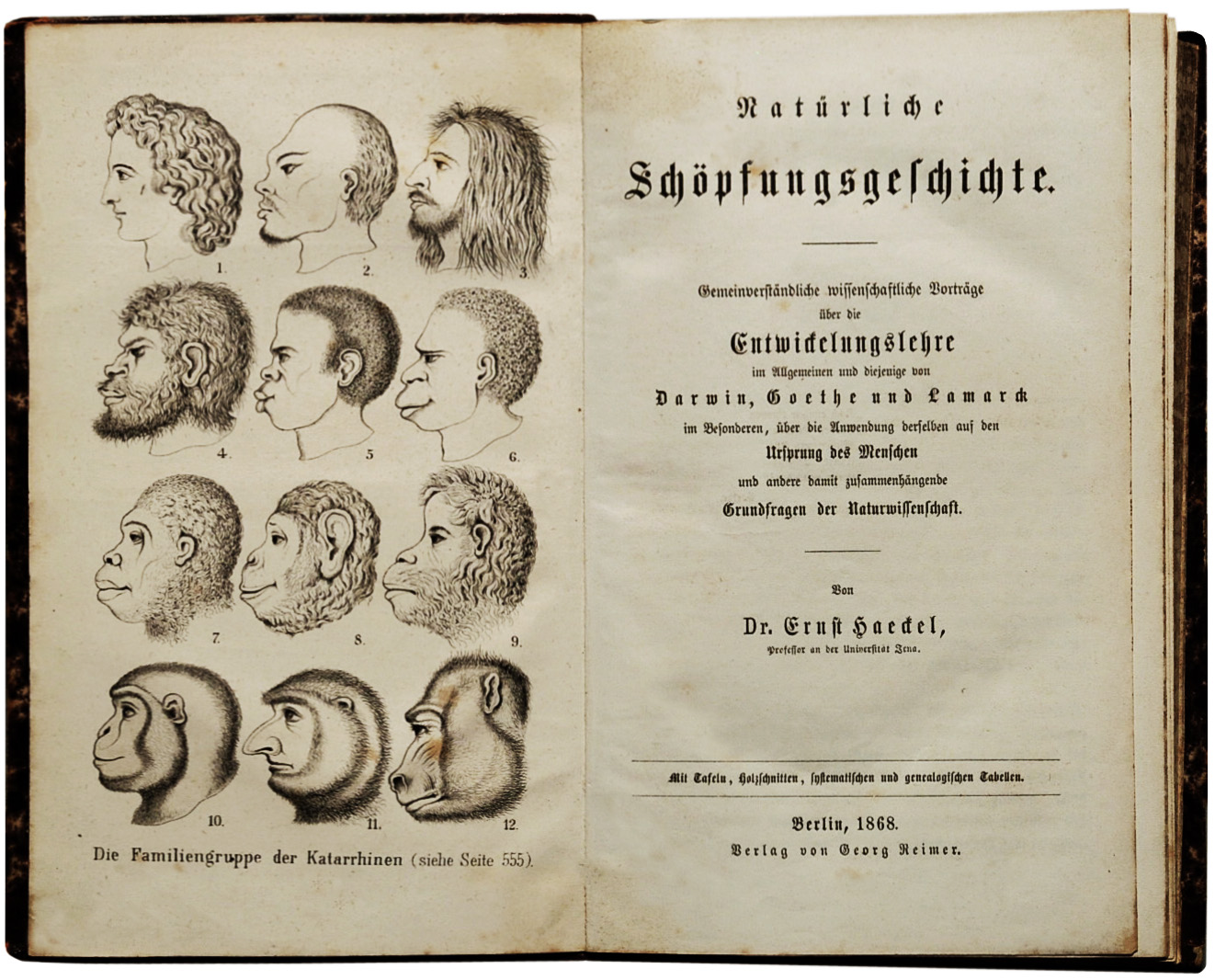 A picture of the frontispiece to Ernst Haeckel's (1868) popular German book on Darwinism with the associated drawings of faces representing humans and apes.