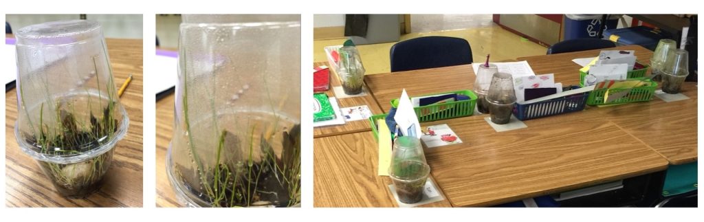 Plants grow in plastic cups on students' desks.